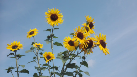 Die Sonnenblumenkinder - Kindertagespflege in Waiblingen